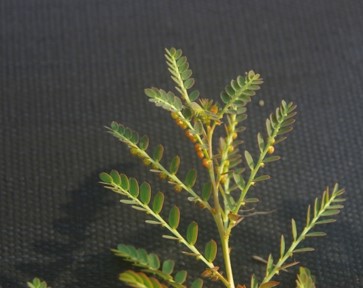 Phyllanthus Urinaria stems