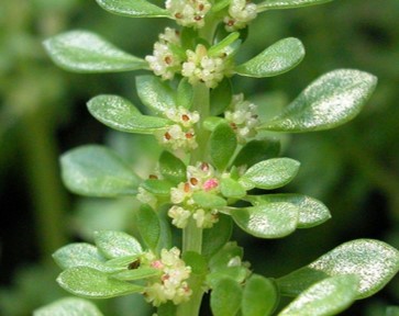 Pilea Microphylla flowers
