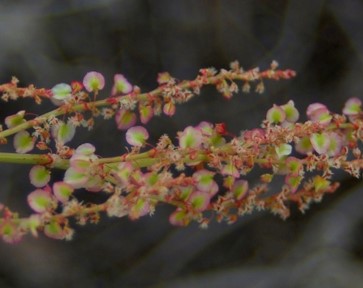 Rumex hastatulus flower