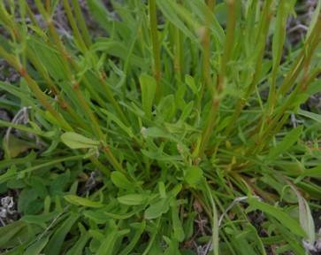 Rumex hastatulus leaves