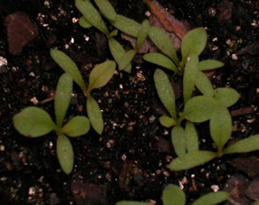 Rumex hastatulus seedlings
