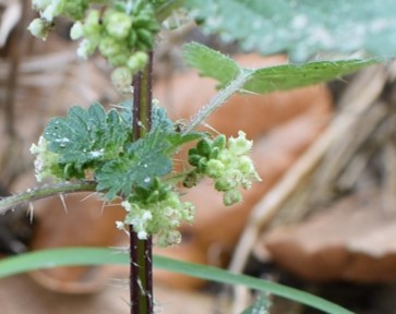 Urtica Chamaedryoides flowers