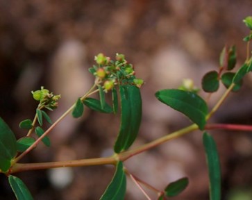 Euphorbia hyssopoflia flowers