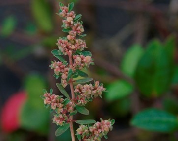 Euphorbia Maculata flower