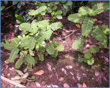 Phyllanthus Urinaria habitat
