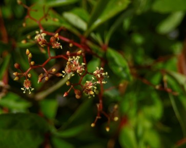 Parthenocissus quinquefolia flowers